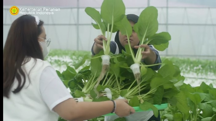 Punya Kebun Hidroponik, Wanita Ini Ajak Para Korban PHK Jadi Petani