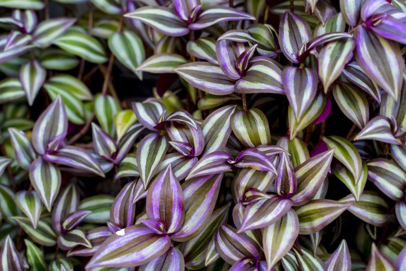 Foto Spiderwort: Getty Images/iStockphoto/Piyavachara Arunotai