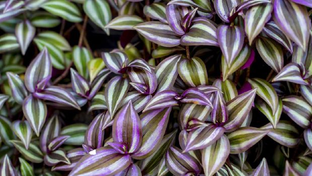 Tradescantia zebrina (Silver inch plant, Silvery wandering jew) leaf background has zebra-patterned leaves. Purple and green leaves background.