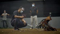Wasit mengawasi pertandingan sabung ayam di Sta Cruz, Laguna, selatan Manila, Filipina.