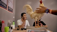Sebelumnya tidak ada larangan nasional untuk menggelar olahraga Sabong ini, namun sejak pandemi COVID-19 pemerintah melarang sementara semua bentuk sabong ayam.