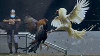 Kendarti demikian, Komisi Keuangan DPR Filipina telah menyetujui rancangan undang-undang yang mengatur pajak atas judi sabung ayam online sebagai upaya meningkatkan penerimaan pajak di tengah pandemi COVID-19. 