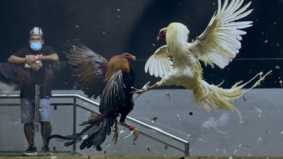 Sabung Ayam Online di Filipina jadi Primadona
