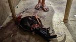 Sabung Ayam Online di Filipina jadi Primadona