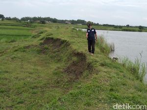 Tanggul Waduk Wojomanis Lamongan Sliding 100 Meter