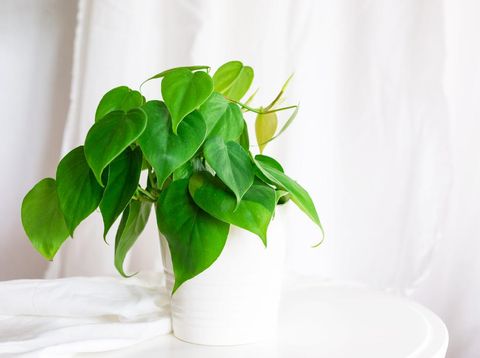 house plant heart leaf Philodendron vine in white pot