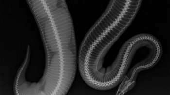 X-Ray ular python. Foto: doc Bored Panda