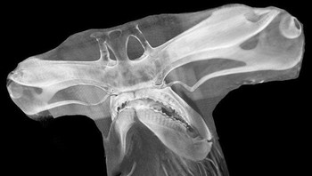X-Ray hiu martil. Foto: doc Bored Panda