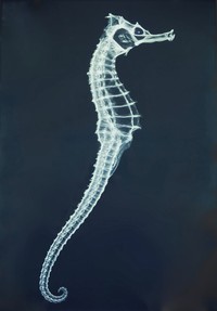 Foto X-Ray
