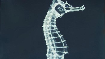 X-Ray kuda laut. Foto: doc Bored Panda