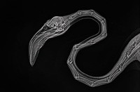 Foto X-Ray