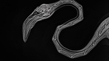 X-Ray burung flamingo. Foto: doc Bored Panda