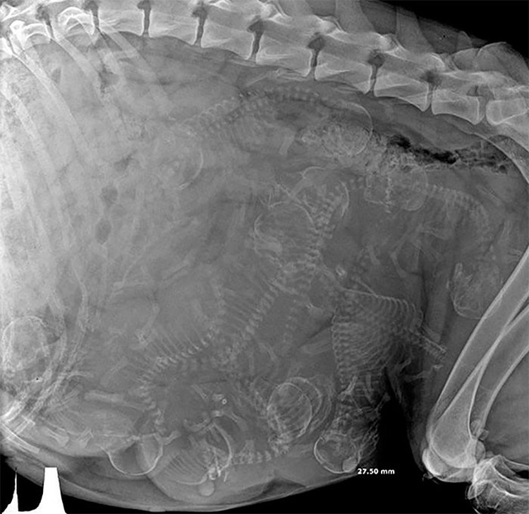 Foto X-Ray