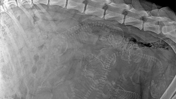 X-Ray anjing yang sedang mengandung. Foto: doc Bored Panda