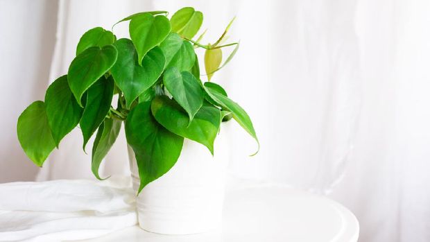 house plant heart leaf Philodendron vine in white pot Foto: Getty Images/iStockphoto/Premyuda Yospim