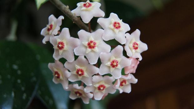 Hoya Carnosa (Image by Sylwia Aptacy from Pixabay)