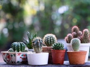 5 Jenis Tanaman Hias Kaktus dan Cara Merawatnya