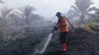 Petugas BPBD berupaya memadamkan kebakaran di lahan gambut yang berisi pohon kelapa sawit tersebut (dok BPBD Agam)