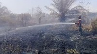 Kebakaran lahan gambut berisi kelapa sawit di Agam, Sumbar, meluas. BPBD mencatat lebih dari 25 hektare lahan terbakar (dok BPBD Agam)