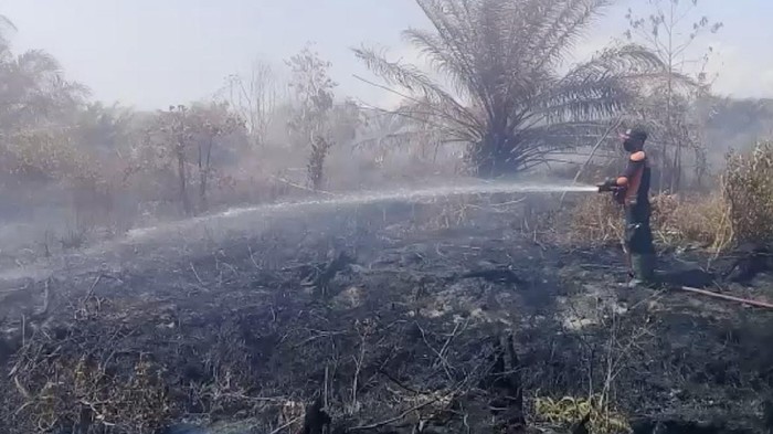 Kebakaran lahan gambut berisi kelapa sawit di Agam, Sumatera Barat, sudah memasuki hari ke-10 (dok BPBD Agam) Kebakaran lahan gambut berisi kelapa sawit di Agam, Sumatera Barat, sudah memasuki hari ke-10 (dok BPBD Agam)