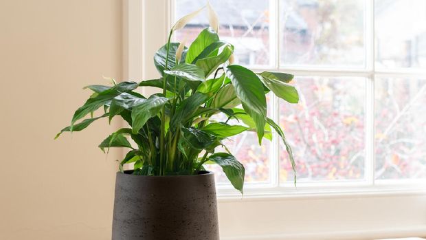 Peace Lily House plant next to a window, in a beautifully designed interior.
