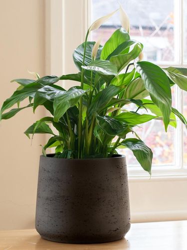 House plant next to a window, in a beautifully designed interior.