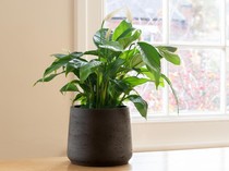 5 Tanaman Ini Nggak Cuma Cantik, Tapi Bisa Bawa Hoki di Rumah