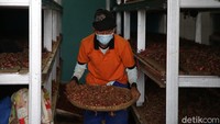 Para pekerja ini terdiri dari perempuan 13 orang dan 19 orang laki-laki. untuk laki-laki dibayar Rp 50.000, sedangkan perempuan Rp 40.000 per hari.  
