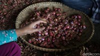 Saat ini mereka mempersiapkan 1,5 ton bibit bawang merah. 