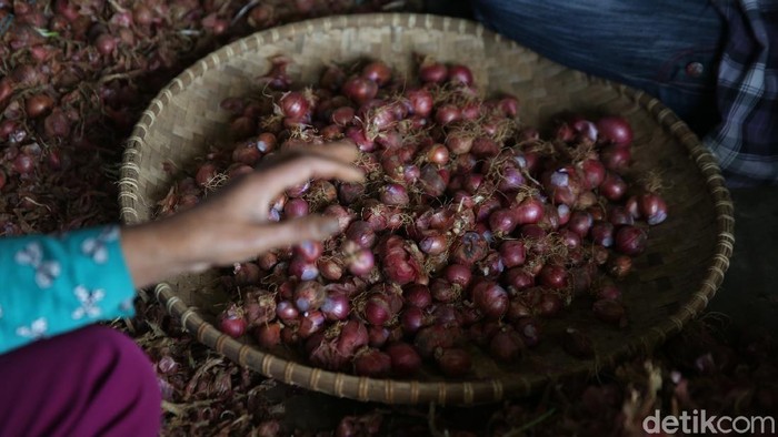 Gapoktan Regge, Cukanggenteng, Pasir Jambu, Bandung, Jawa Barat memberdayakan pekerja untuk proses pengupasan bibit bawang merah.