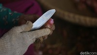 Nantinya bibit-bibit ini akan ditanaman dilahan seluas 1,5 hektar. 