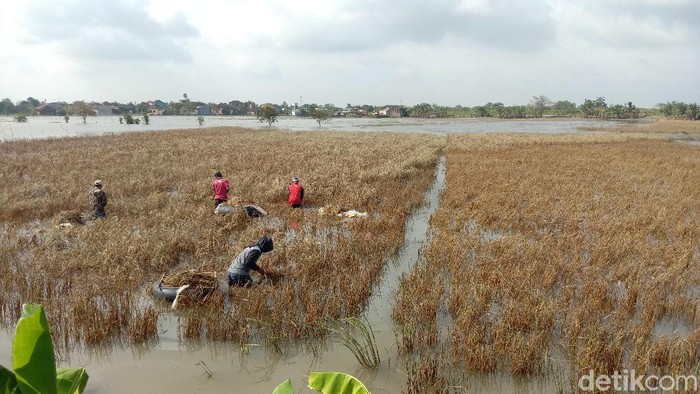 Petani Kudus memanen sisa tanaman padi di lahan yang tergenang banjir.