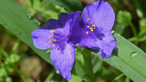 Purple Spiderwort (Image by Jan Haerer from Pixabay)