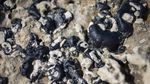 Tumpahan Minyak Ancam Kehidupan di Laut Mediterania