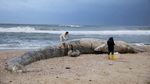 Tumpahan Minyak Ancam Kehidupan di Laut Mediterania