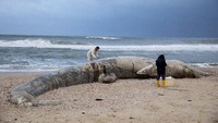 Bahkan seekor bayi paus sirip sepanjang 17 meter juga terdampar dan mati di pesisir pantai dan pihak berwenang sedang menyelidiki apakah kedua insiden itu berkaitan.  