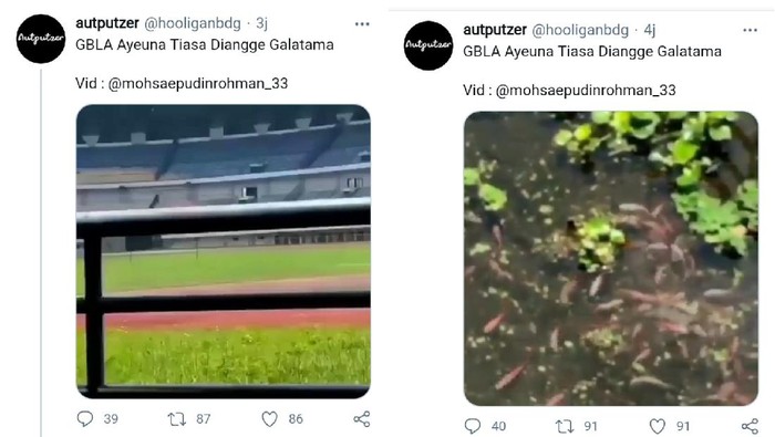 Video Viral Stadion GBLA Ditanami Ikan
