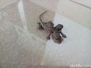 Mitos Soal Cicak Ekor Dua yang Bisa Permudah Poligami