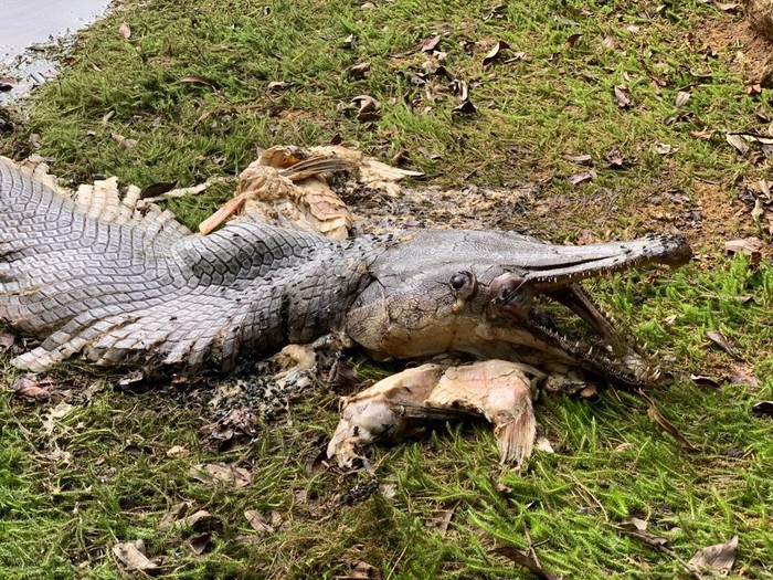 Ikan berwujud buaya