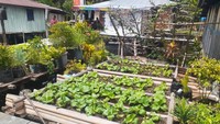 Penduduknya menanam sayur di halaman rumah. (Hari Suroto)