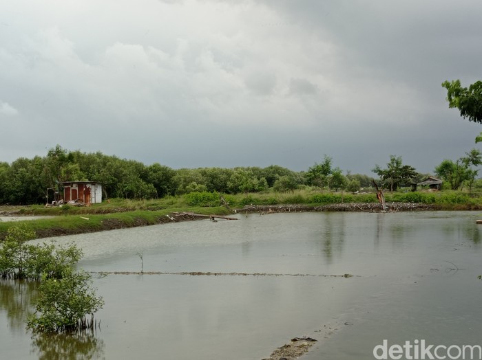 Kawasan Pesisir Kesenden Cirebon