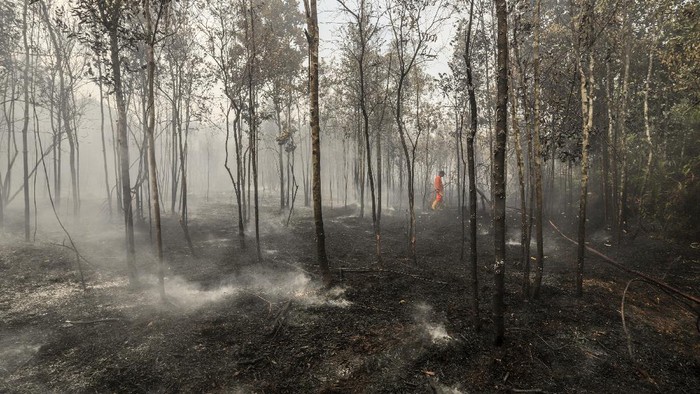 Petugas Penanggulangan Bahaya Kebakaran (PBK) Badan Pengusahaan (BP) Batam berusaha memadamkan areal hutan terbakar di wilayah Keselamatan Operasi Penerbangan (KKOP) Bandara Hang Nadim, Batam, Kepulauan Riau (Kepri), Senin (22/2/2021). Kebakaran hutan dan semak belukar di area Line Side (Sisi Darat) bandara diduga disebabkan oleh cuaca panas dan angin kencang. ANTARAFOTO/Teguh Prihatna/rwa.