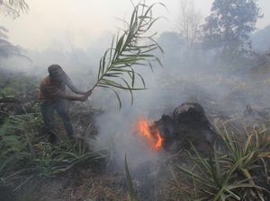 Hingga Agustus 2021, 24 Pelaku Bakar Lahan di Riau Ditangkap