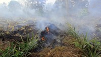 Luas lahan terbakar tertinggi tercatat ada di Bengkalis, yakni mencapai 82 hektare. Disusul Siak 45 hektare serta Dumai dan Inihil masing-masing 40 hektare. ANTARA FOTO/Aswaddy Hamid