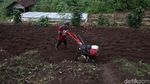 Melihat Petani Menyiapkan Lahan untuk Tanam Bawang Merah
