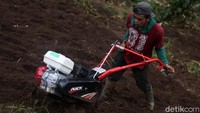 Perlu ekstra tenaga untuk melakukan proses penggemburan lahan.