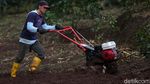 Melihat Petani Menyiapkan Lahan untuk Tanam Bawang Merah