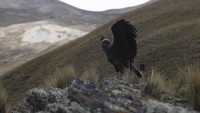 Penyelamatan burung ini setelah pemerintah Bolivia mengkonfirmasi kematian 35 burung kondor. Pihak berwenang telah menyelidiki penyebab kematian massal tersebut, namun diyakini bahwa burung-burung itu diracuni peternak lokal.
