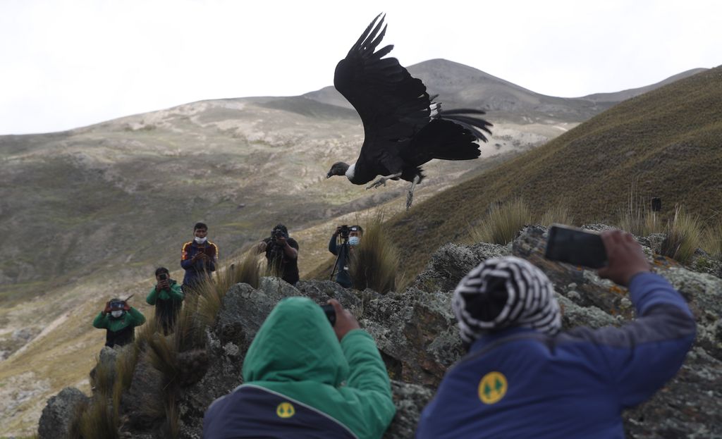 Health workers in full protective gear to curb the spread of the new coronavirus and flying a Bolivian flag watch as two Andean condors are released into the wild by Bolivian veterinarians, on the outskirts of Choquekhota, Bolivia, Tuesday, Feb. 23, 2021. Two endangered condors were released after recovering from a fall in February, as part of a project under the auspices of a state conservation program for the Andean condor. (AP Photo/Juan Karita)