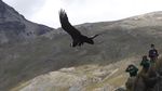 Nyaris Punah, Burung Kondor Andes Dilepasliarkan di Bolivia